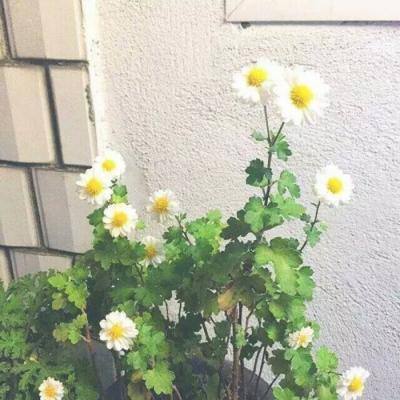 4399生存战争2游戏下载
